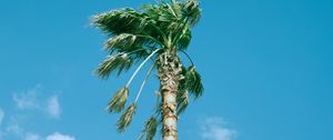 Preview wallpaper palm tree, sky, clouds