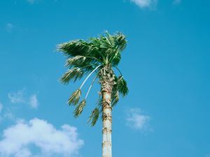 Preview wallpaper palm tree, sky, clouds