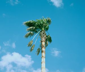 Preview wallpaper palm tree, sky, clouds