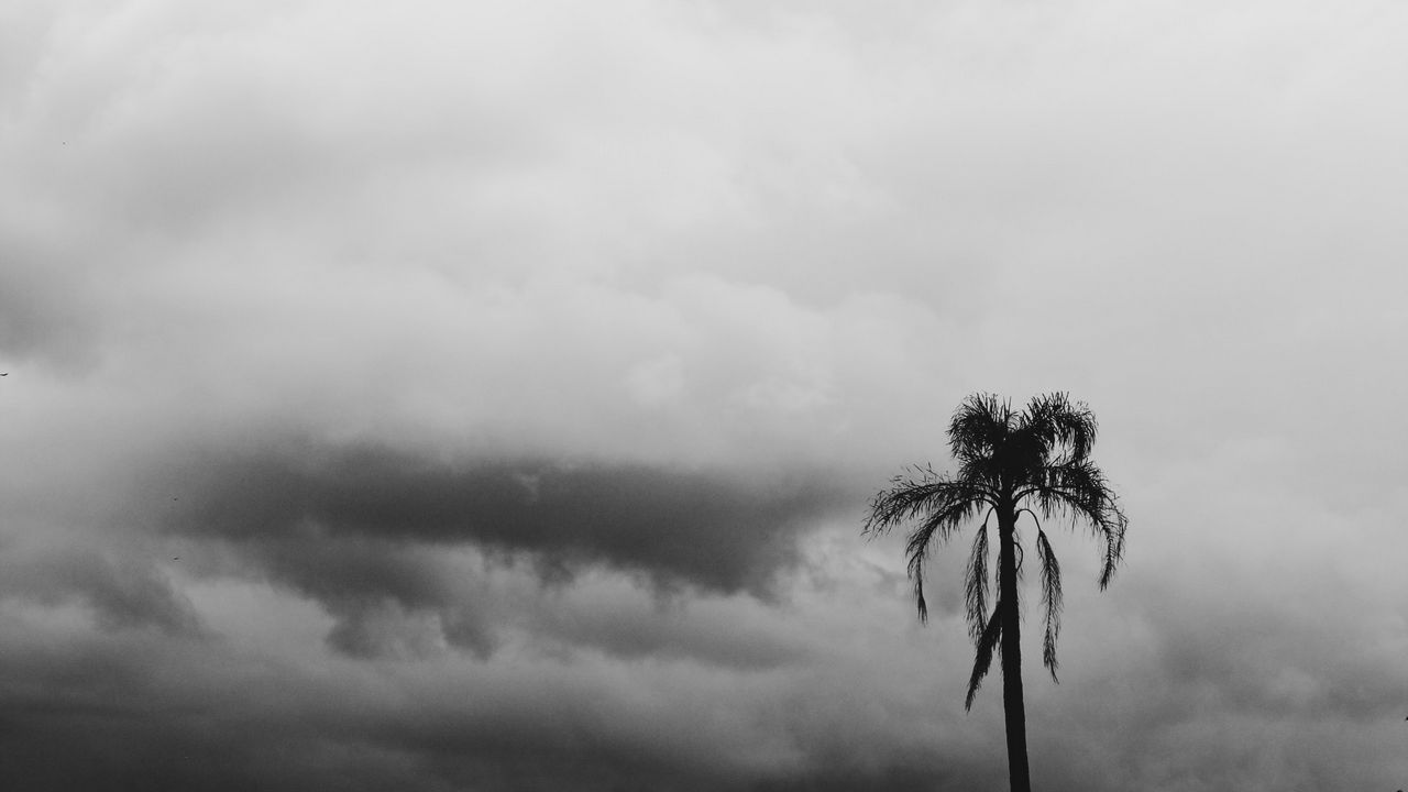 Wallpaper palm tree, sky, clouds, bw, nature