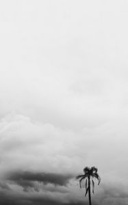 Preview wallpaper palm tree, sky, clouds, bw, nature