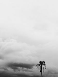 Preview wallpaper palm tree, sky, clouds, bw, nature