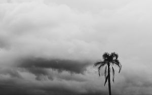 Preview wallpaper palm tree, sky, clouds, bw, nature