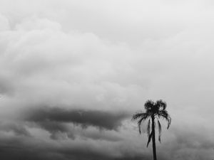 Preview wallpaper palm tree, sky, clouds, bw, nature