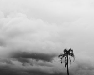 Preview wallpaper palm tree, sky, clouds, bw, nature