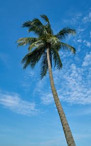 Preview wallpaper palm tree, sky, clouds, tropics