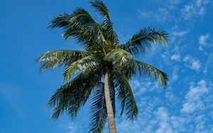Preview wallpaper palm tree, sky, clouds, tropics