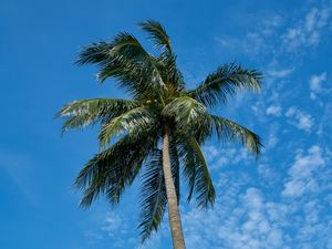 Preview wallpaper palm tree, sky, clouds, tropics