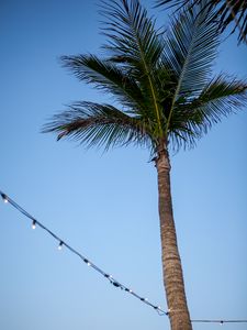 Preview wallpaper palm tree, sky, garland, minimalism
