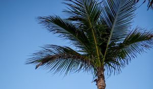 Preview wallpaper palm tree, sky, garland, minimalism