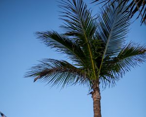 Preview wallpaper palm tree, sky, garland, minimalism