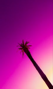 Preview wallpaper palm tree, sky, photoshop