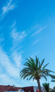 Preview wallpaper palm tree, sky, summer