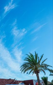 Preview wallpaper palm tree, sky, summer