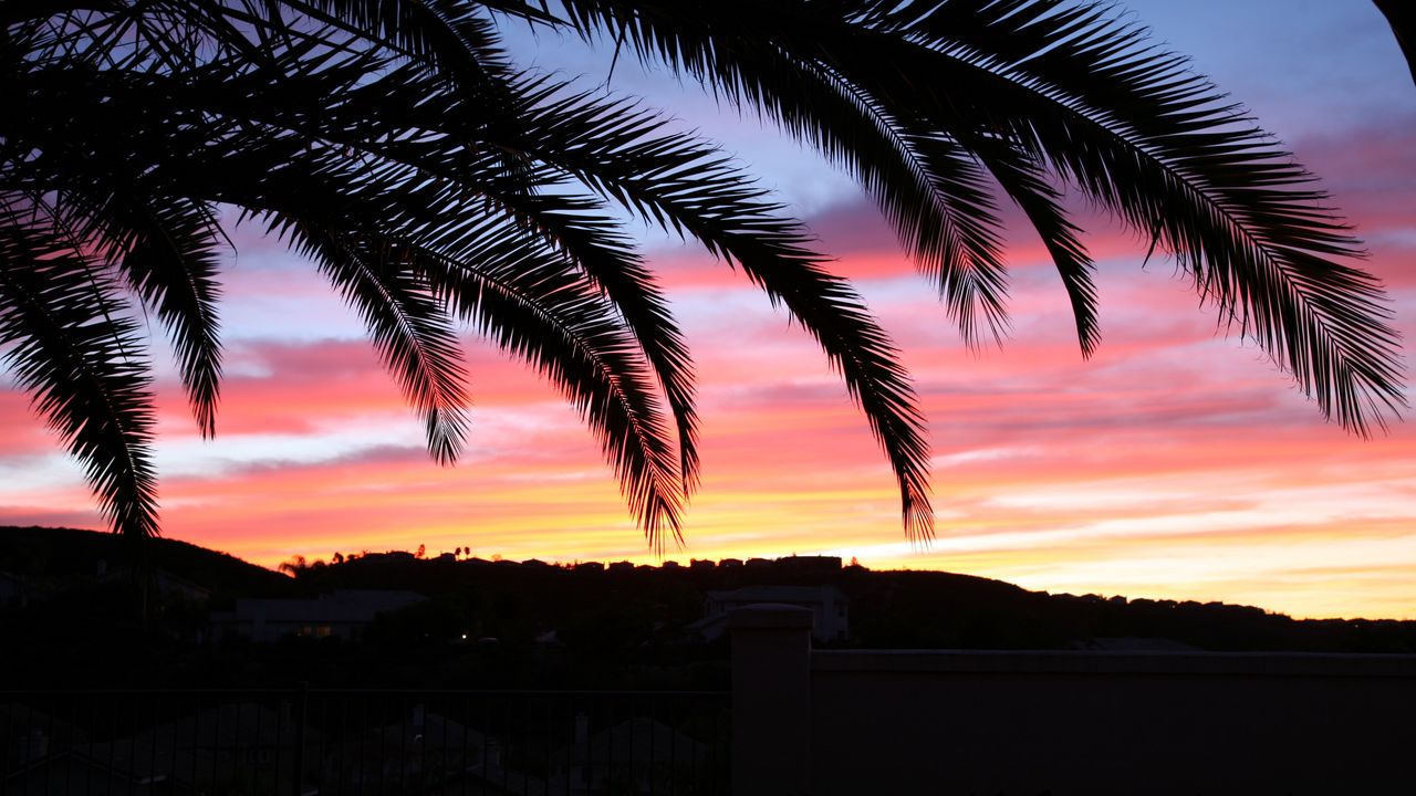 Wallpaper palm tree, sky, sunset