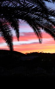 Preview wallpaper palm tree, sky, sunset