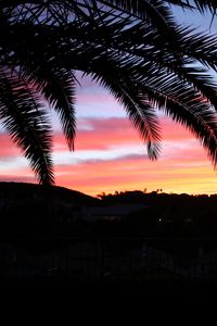 Preview wallpaper palm tree, sky, sunset