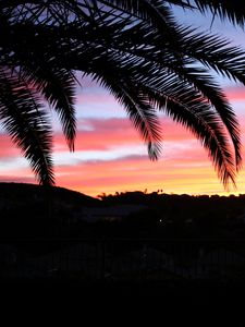 Preview wallpaper palm tree, sky, sunset