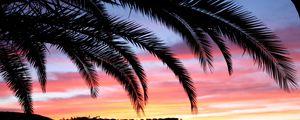 Preview wallpaper palm tree, sky, sunset