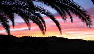 Preview wallpaper palm tree, sky, sunset