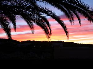 Preview wallpaper palm tree, sky, sunset