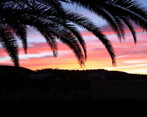 Preview wallpaper palm tree, sky, sunset