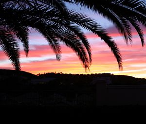 Preview wallpaper palm tree, sky, sunset