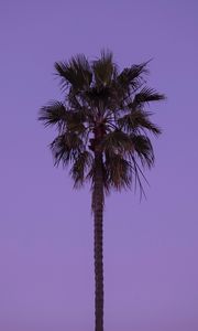 Preview wallpaper palm tree, sky, tree, lonely