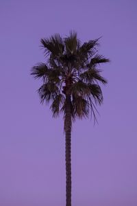 Preview wallpaper palm tree, sky, tree, lonely