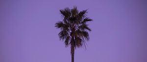 Preview wallpaper palm tree, sky, tree, lonely