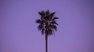 Preview wallpaper palm tree, sky, tree, lonely