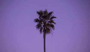 Preview wallpaper palm tree, sky, tree, lonely