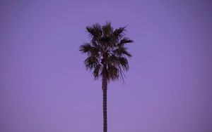 Preview wallpaper palm tree, sky, tree, lonely