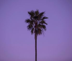 Preview wallpaper palm tree, sky, tree, lonely