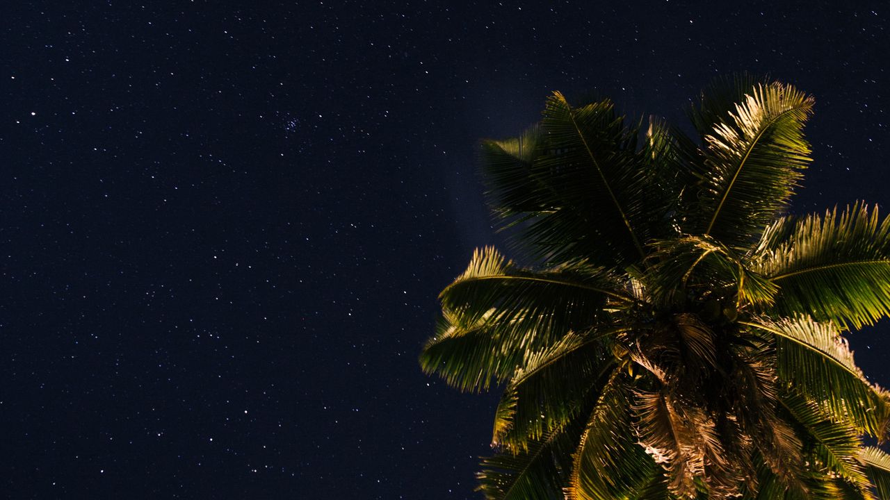 Wallpaper palm tree, stars, starry sky, space