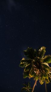Preview wallpaper palm tree, stars, starry sky, space