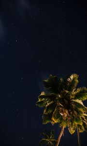 Preview wallpaper palm tree, stars, starry sky, space
