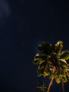 Preview wallpaper palm tree, stars, starry sky, space