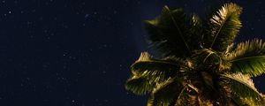 Preview wallpaper palm tree, stars, starry sky, space