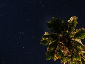 Preview wallpaper palm tree, stars, starry sky, space