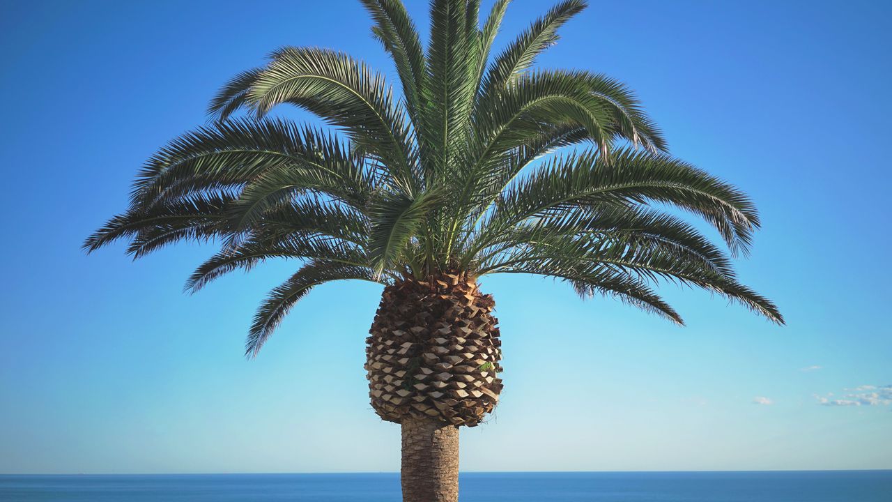 Wallpaper palm, tree, summer