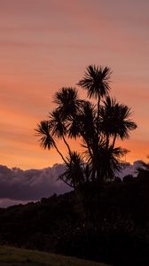 Preview wallpaper palm, tree, sunset, cloud