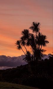 Preview wallpaper palm, tree, sunset, cloud