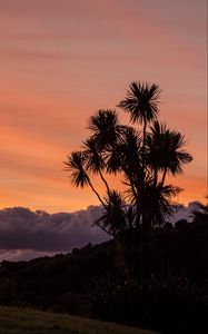 Preview wallpaper palm, tree, sunset, cloud