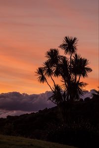 Preview wallpaper palm, tree, sunset, cloud