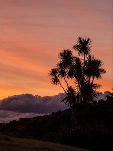 Preview wallpaper palm, tree, sunset, cloud