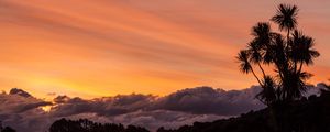 Preview wallpaper palm, tree, sunset, cloud