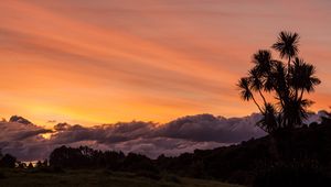 Preview wallpaper palm, tree, sunset, cloud