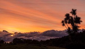 Preview wallpaper palm, tree, sunset, cloud