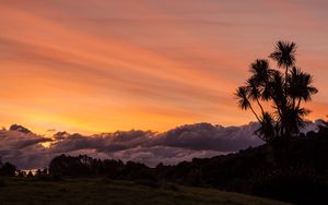 Preview wallpaper palm, tree, sunset, cloud